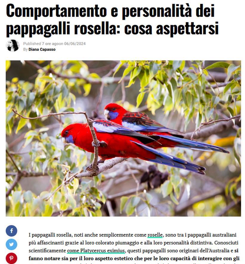 Perché il pappagallo insegna il rispetto e la sensibilità: un animale unico