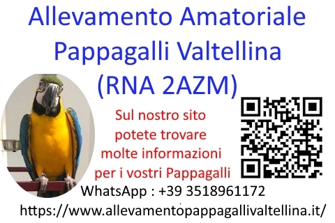 Allevamento Pappagalli Valtellina