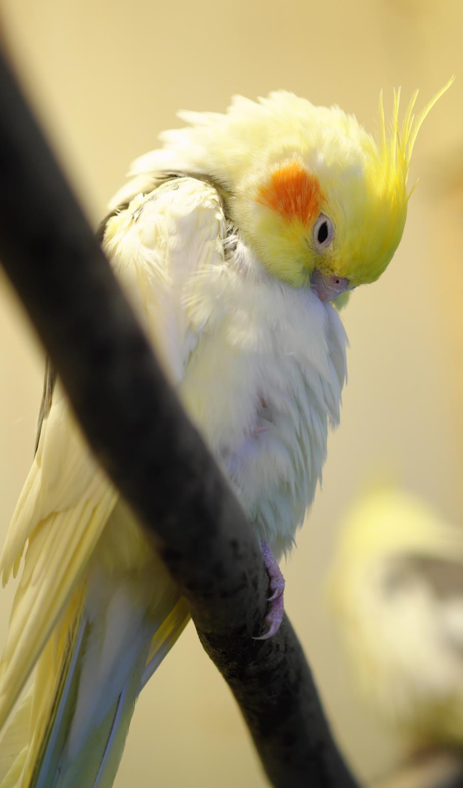 Roselle