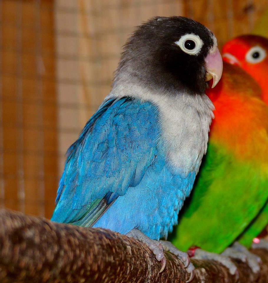 Inseparabili