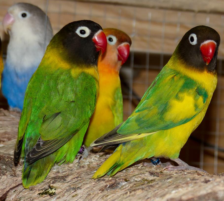inseparabili