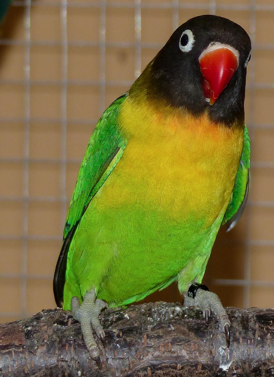 INSEPARABILI