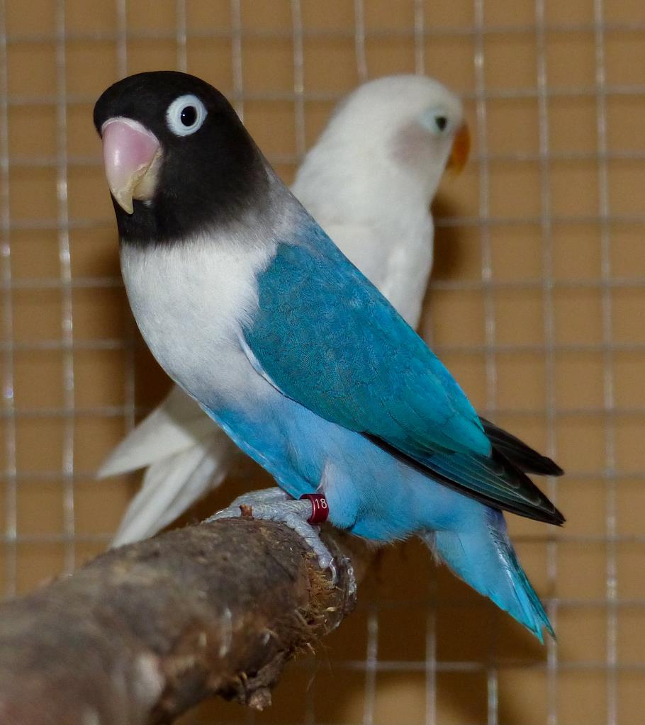 Inseparabili