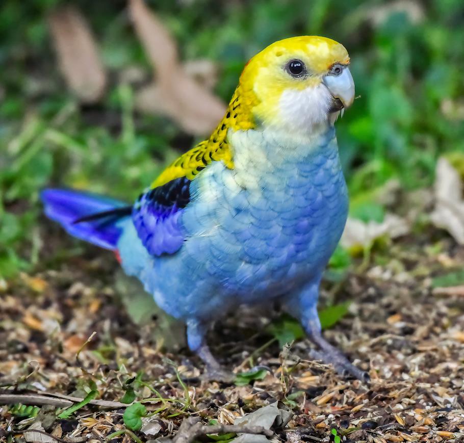 ARA