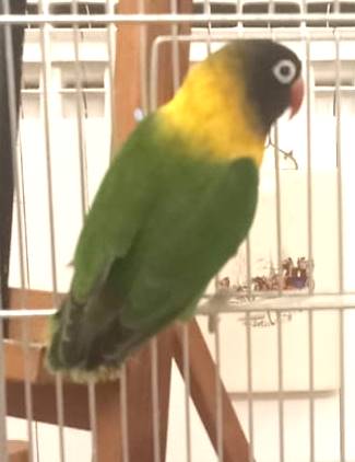 Inseparabili