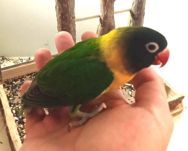 Inseparabili