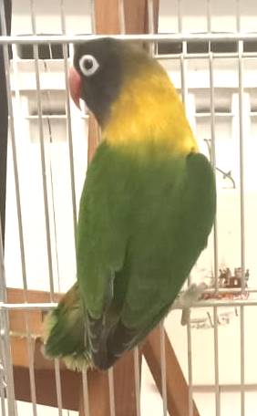 Inseparabili