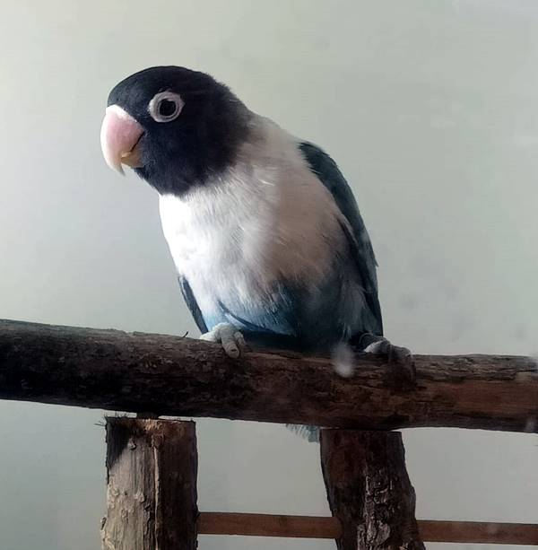 Inseparabili