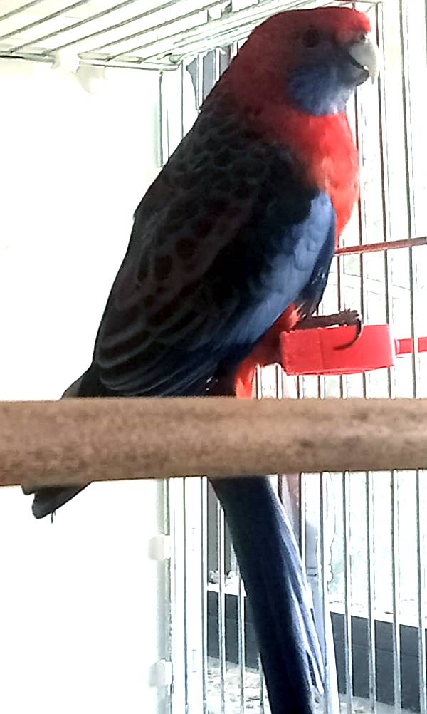 Rosella di Pennant