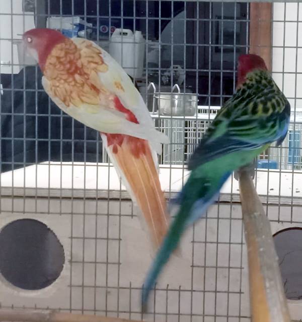 Rosella Comune