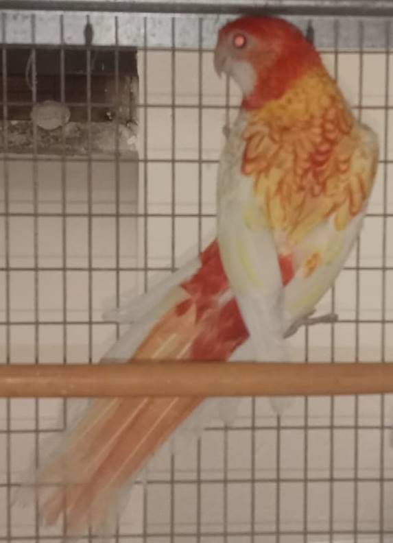 Rosella Comune