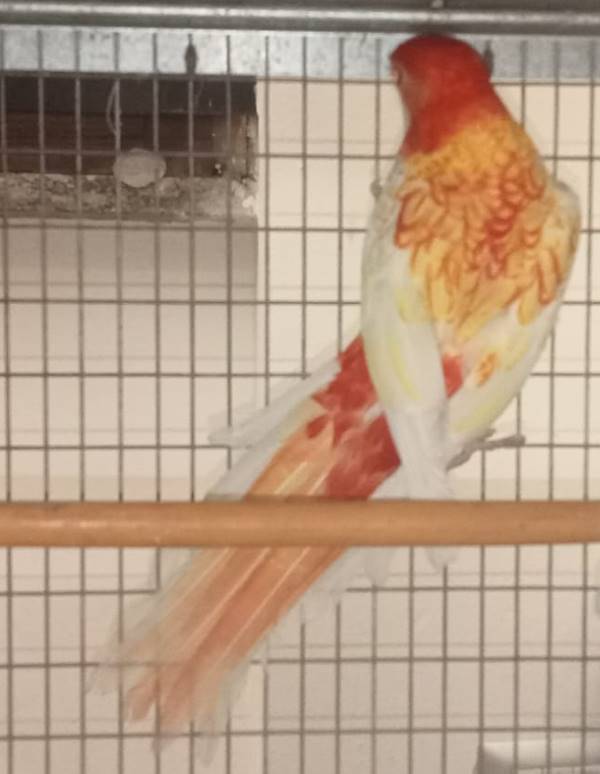Rosella Comune