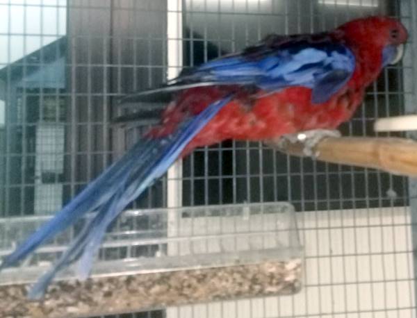 Rosella di Pennant