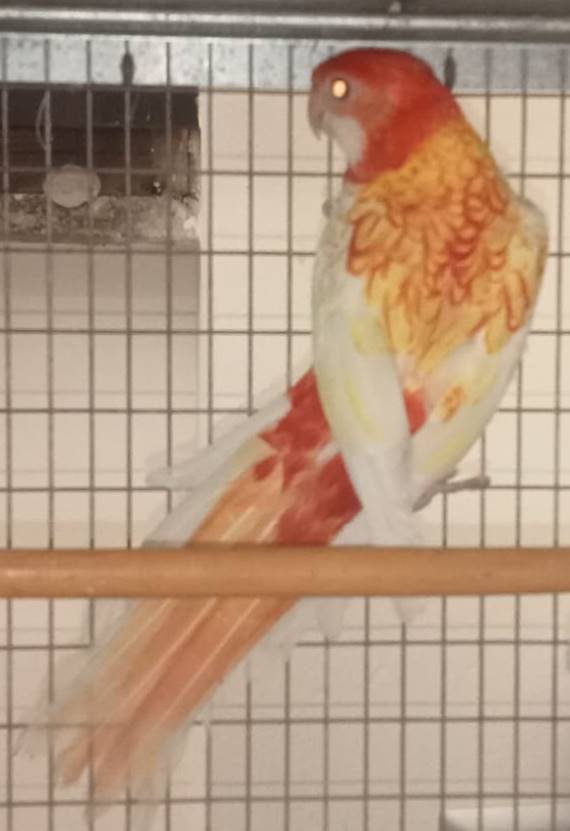 Rosella Comune