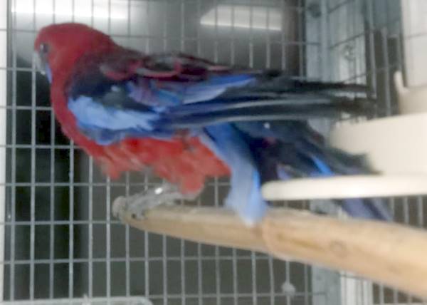 Rosella di Pennant