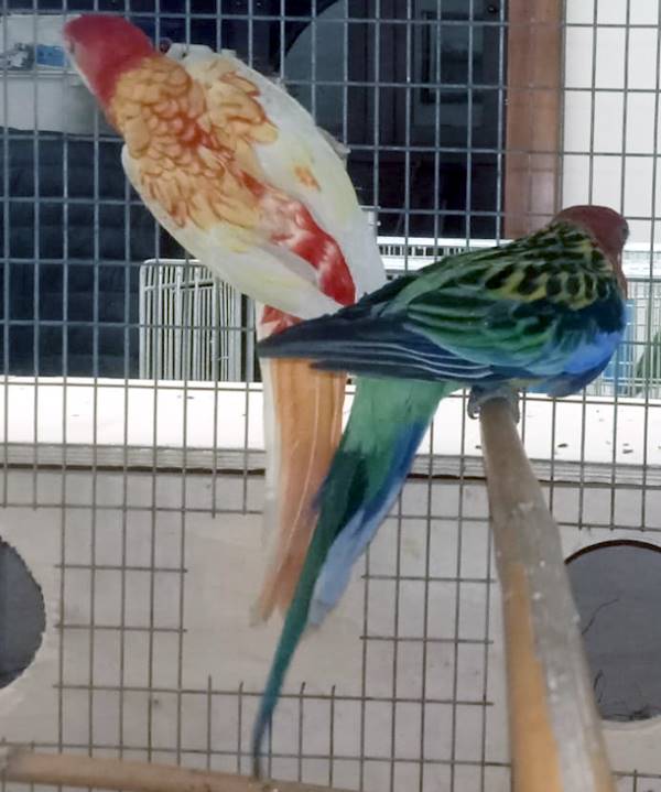 Rosella Comune