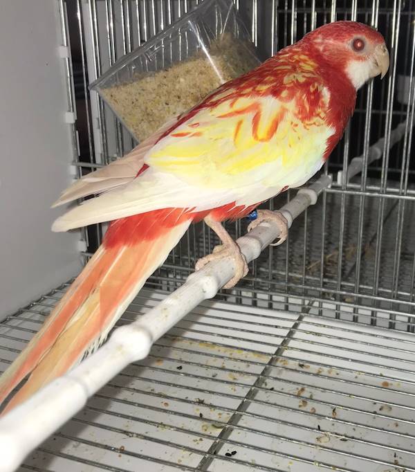 Rosella Comune