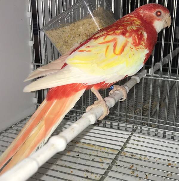 Rosella Comune