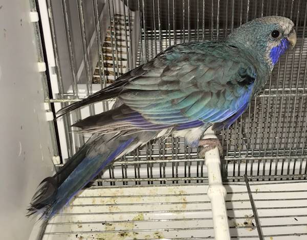 Rosella di Pennant