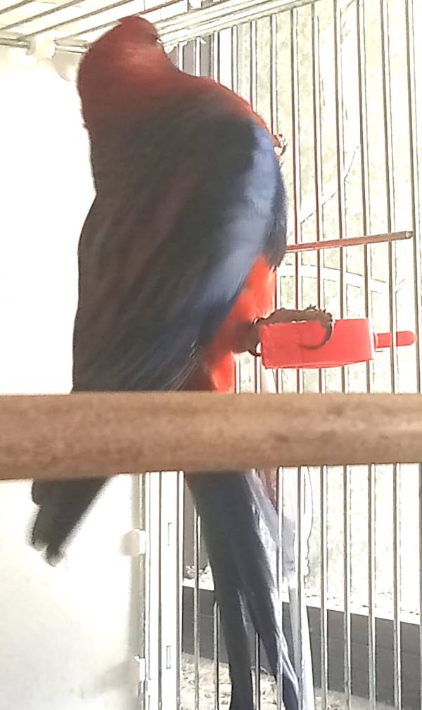 Rosella di Pennant