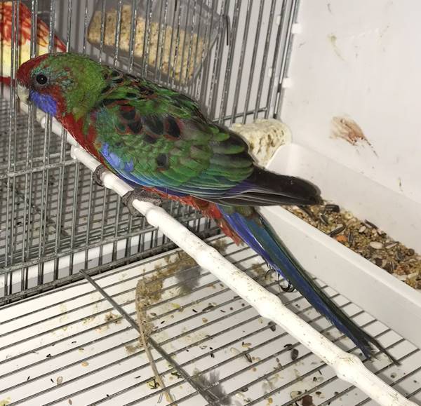 Rosella di Pennant