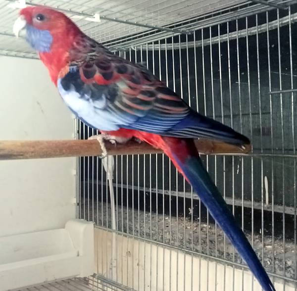 Rosella di Pennant