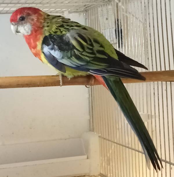 Rosella Comune