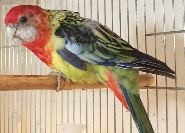 Rosella Comune
