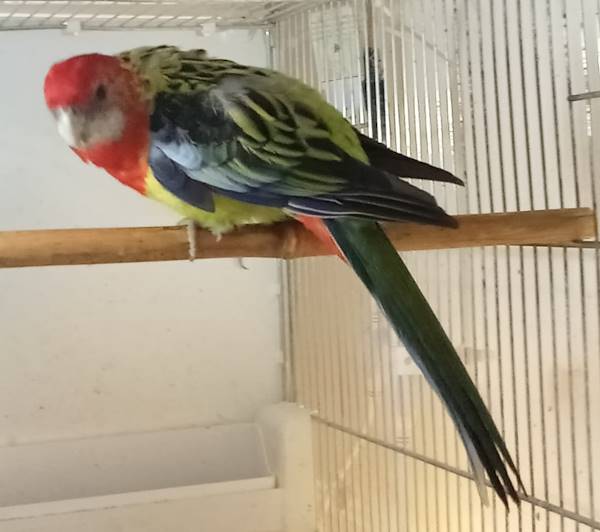 Rosella Comune