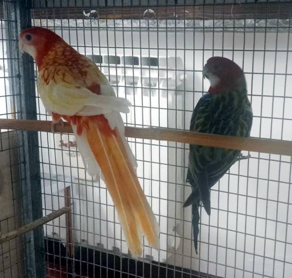 Rosella Comune