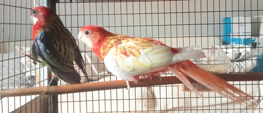 Rosella Comune