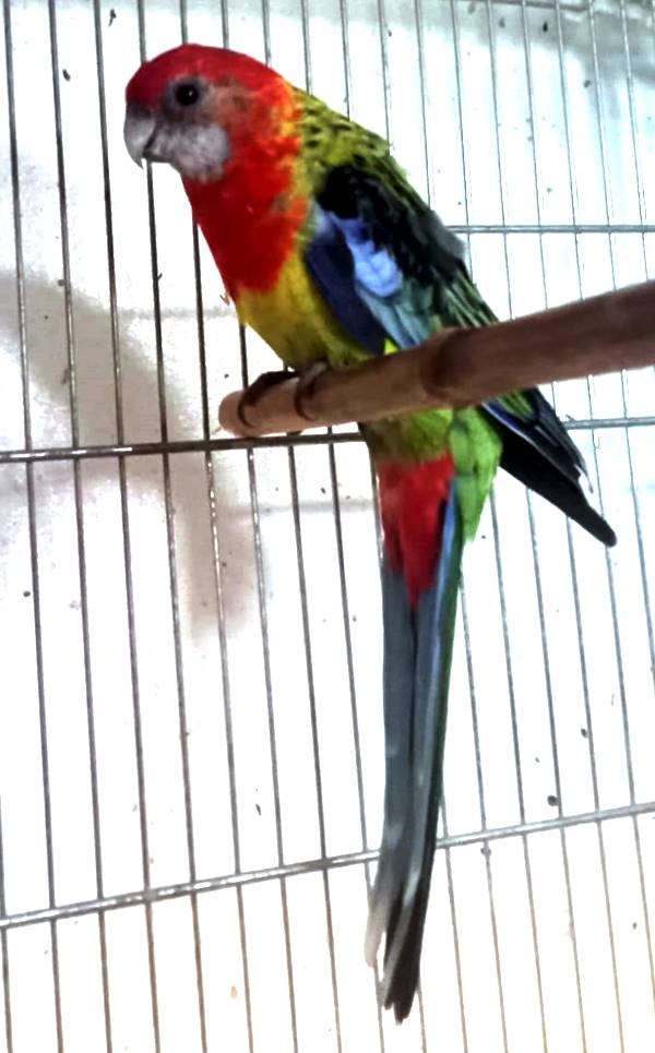 Rosella Comune